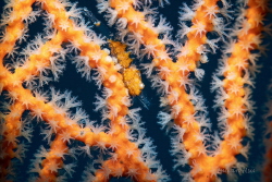 Gorgonian shrimp (Hamodactylus boschmai) by Julian Hsu 